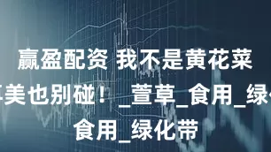 赢盈配资 我不是黄花菜，再美也别碰！_萱草_食用_绿化带